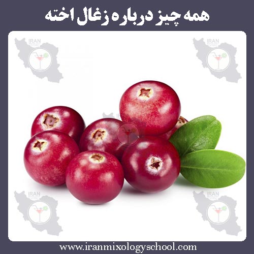 همه چیز درباره زغال اخته